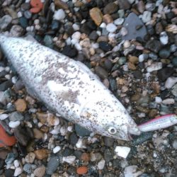 ジャイアントドックX